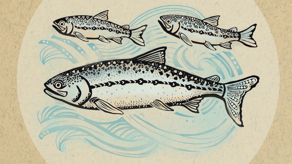 drawing of three silver fish (salmon) swimming against a current