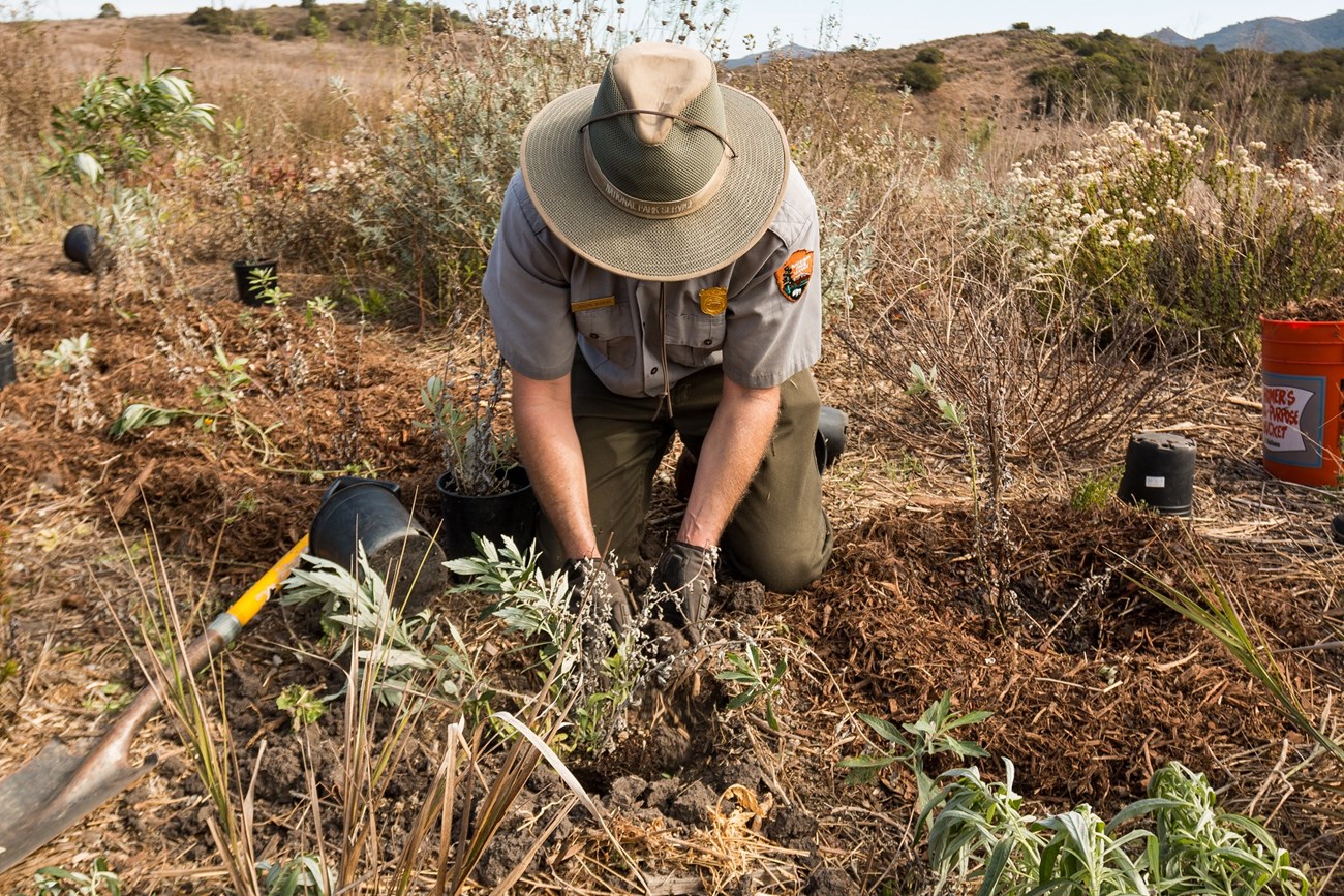 a person in national park service uniform kneels on the ground planting native vegetation