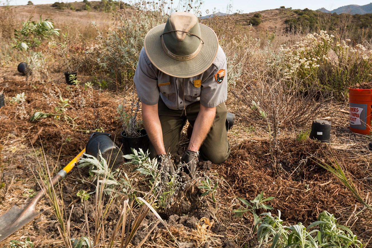 Plant restoration a person in national park service uniform kneels on the ground planting native vegetation