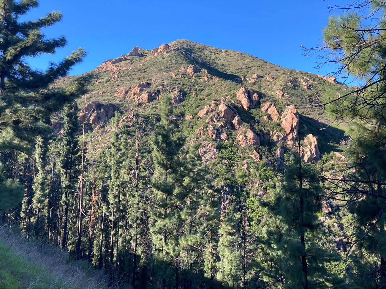 Craggy and brushy mountain peak framed against blue sky and seen through a screen of pine trees.