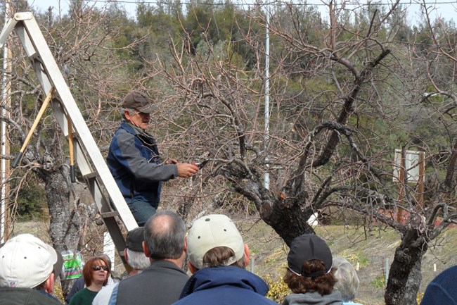 Rico Montenegro demonstrating pruning techniques during an orchard restoration workshop at the Camden House, Whiskeytown National Recreation Area.