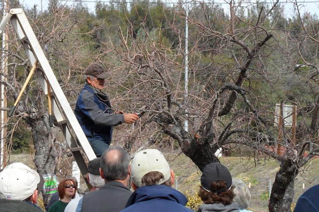 Rico Montenegro demonstrating pruning techniques during an orchard restoration workshop at the Camden House, Whiskeytown National Recreation Area. Rico Montenegro demonstrating pruning techniques during an orchard restoration workshop at the Camden House, Whiskeytown National Recreation Area.