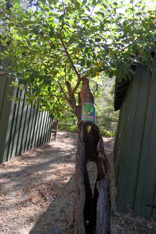 Example of one of the trees heavily pruned by a chain saw years ago. Though heavily damaged, annual pruning has preserved the tree.