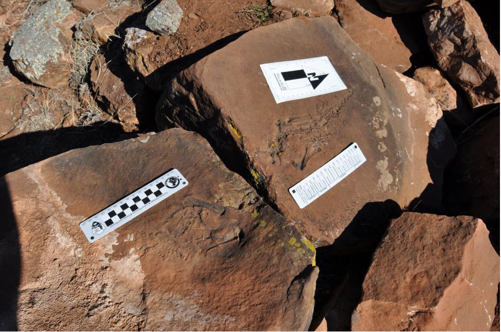 SAPU 1 Photo of fossil of reptile tracks.