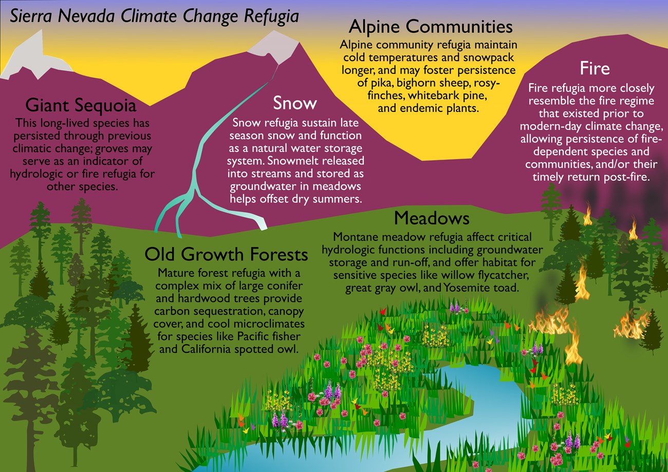A diagram of the different kinds of climate change refugia to be found in the Sierra Nevada Mountains. It illustrates process-based resources like snow and fire and ecosystem-based resources like meadows and forests.