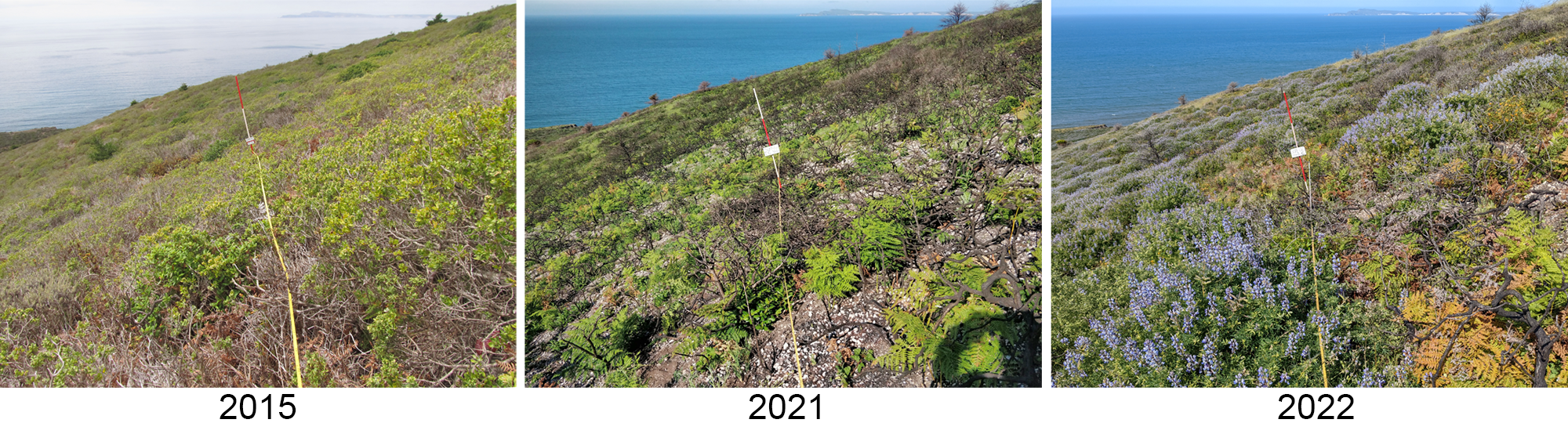 Scrub plot pre and post fire The same scrub plot before and after the Woodward Fire. In 2015 it is green and homogenous. In 2021, large charred stems, bare earth and some young ferns are visible. In 2021 there are lots of flowering lupines among a mixture of other plants.