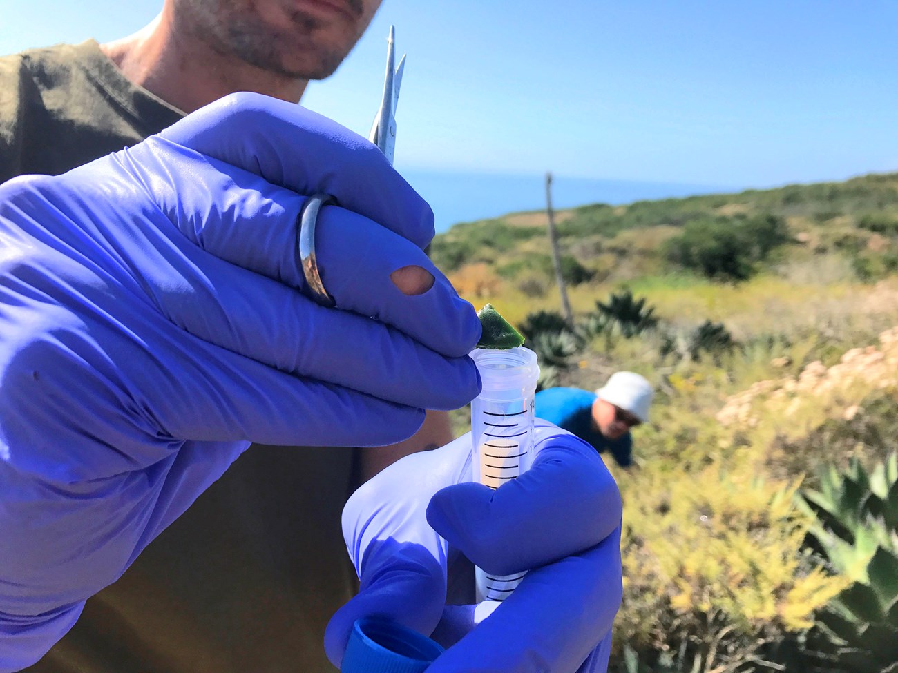 Taking an agave genetics sample Rubber gloved fingers drop a newly clipped piece of an agave plant into a plastic vial.