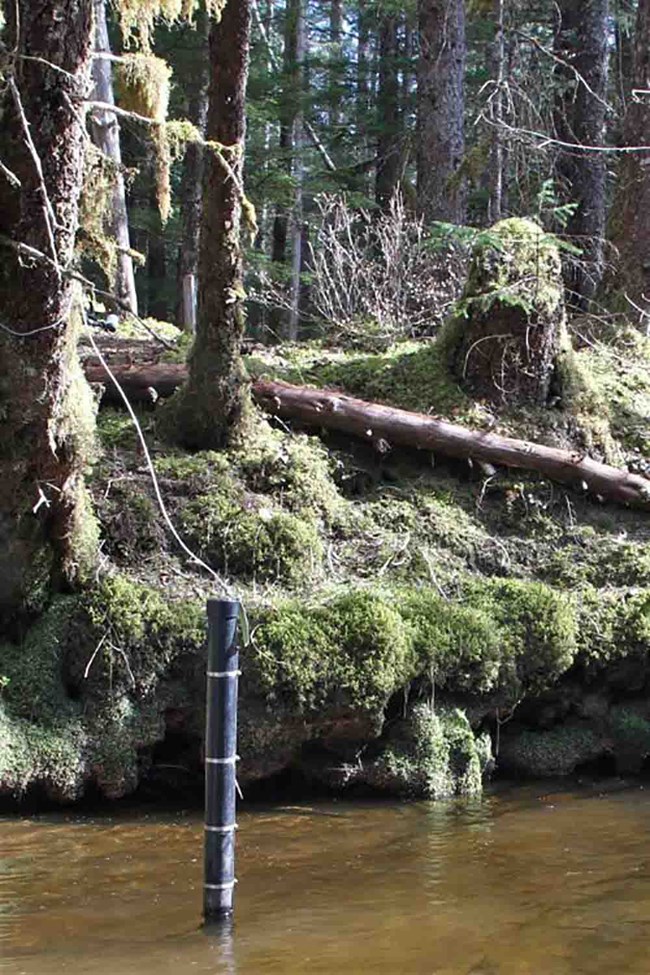 A pip sticks out of the river indicating the location of a water sonde.