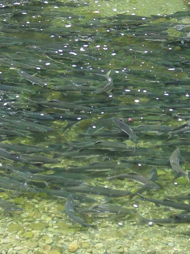 Lots of salmon massed together in a river.