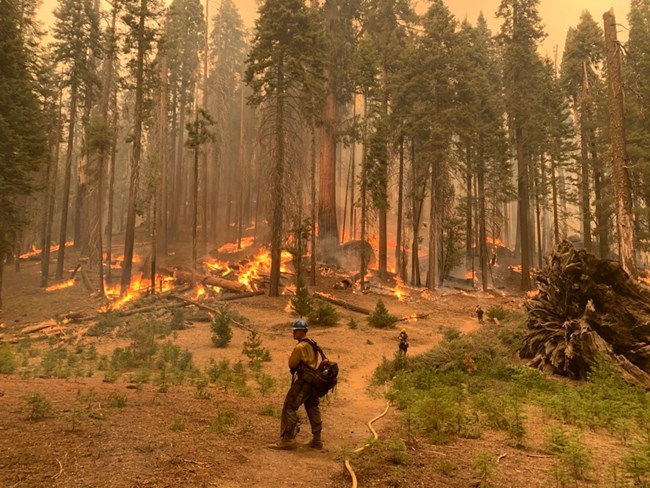 Firefighters stand near a burning forest stand