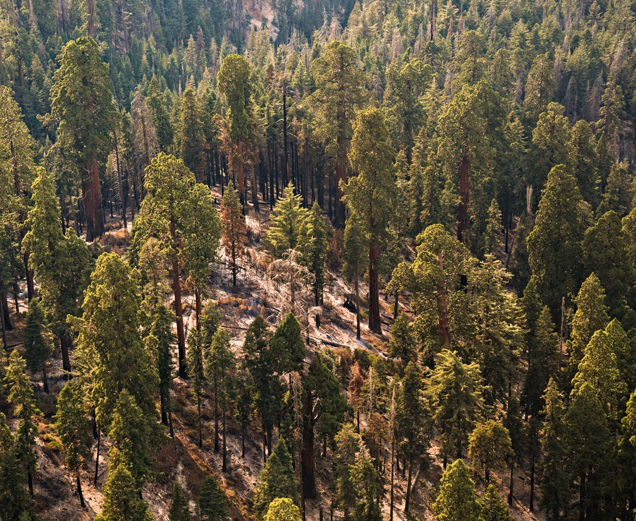 Looking down on still green giant sequoias and a few scattered small trees with needles scorched brown by fire.