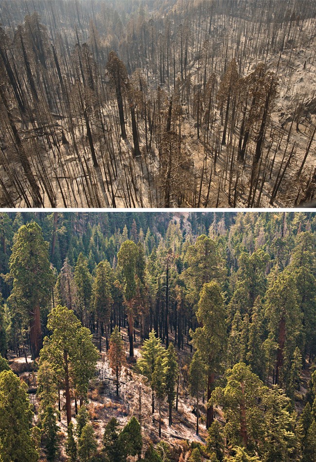 Upper image shows giant sequoias blackened by high severity fire, and lower image shows still green sequoias and scattered scorched smaller trees in an area of low severity fire.