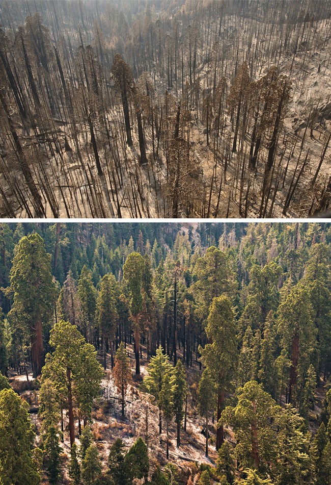 Contrasting Effects of Low and High Severity Fire on Giant Sequoias Upper image shows giant sequoias blackened by high severity fire, and lower image shows still green sequoias and scattered scorched smaller trees in an area of low severity fire.
