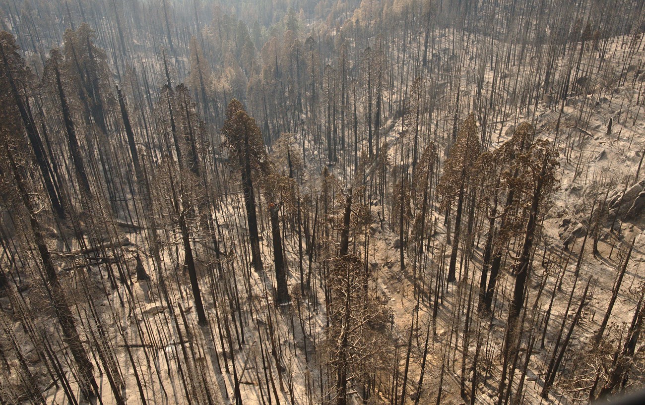 Stand of burned giant sequoias with brown foliage as viewed from a helicopter.