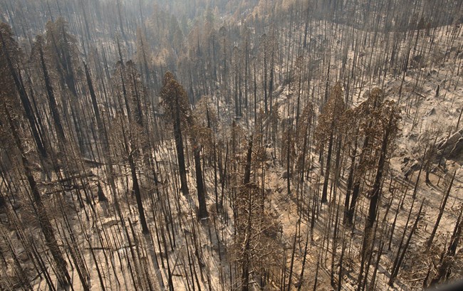 Aerial view of giant sequoias killed by severe wildfire.