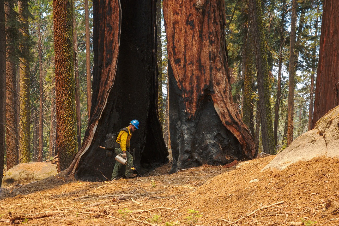 Fire crewmember using a drip torch to ignite small fuels on the ground at the base of an enormous giant sequoia, it's base split down the center and already scorched by previous fires.