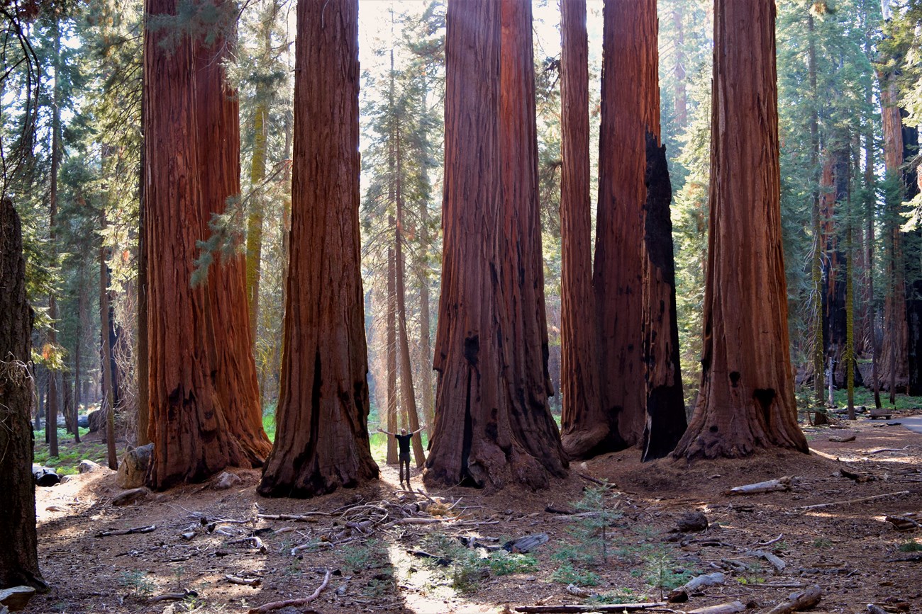 Five thick barked red-brown trees are backlit by the sunlight. A man stands outstretched with his arms out between two of the trees, showing how small he is compared to the giant trees.