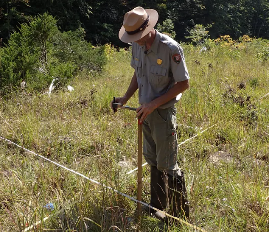 A person observes vegetation along a transect tape.
