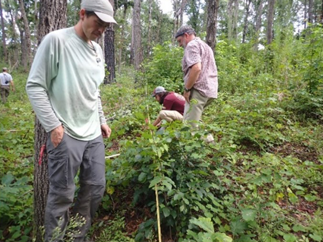 A person looks down at the vegetation along a yellow transect tape.