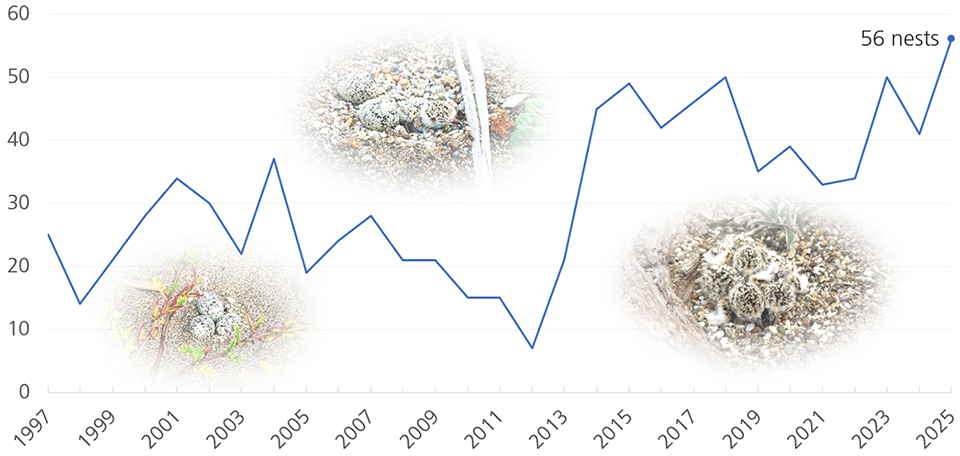 Line graph of plover nest counts starting in 1997. Early on, counts fluctuate between the teens and mid-30s, reaching a low of 7 in 2012. After that, numbers bounce around in the 30s and 40s, reaching a high of 56 in 2025.