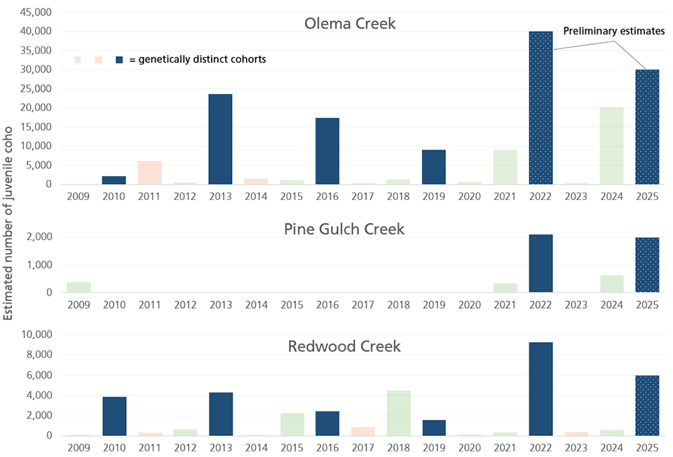 Three column charts of juvenile coho estimates in Olema (top), Pine Gulch (center), and Redwood (bottom) Creeks. The 2025 cohort is shown in dark blue. It is the largest cohort in all creeks, reaching record highs in 2022 and declining slightly in 2025.