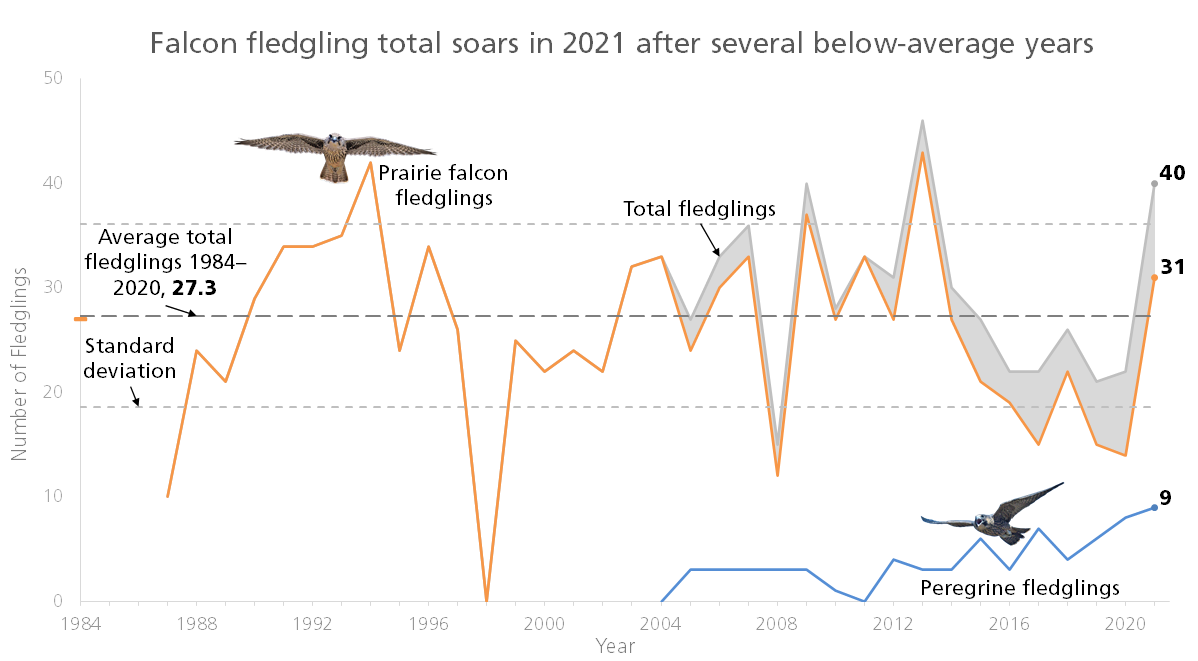 Falcon fledglings, 1984-2021 Line graph of prairie, peregrine, and total falcon fledglings, with a dashed line indicating there have been 27.3 total fledglings on average. Recent years were below average, but the lines shoot up in 2021 reaching a total of 40 fledglings.