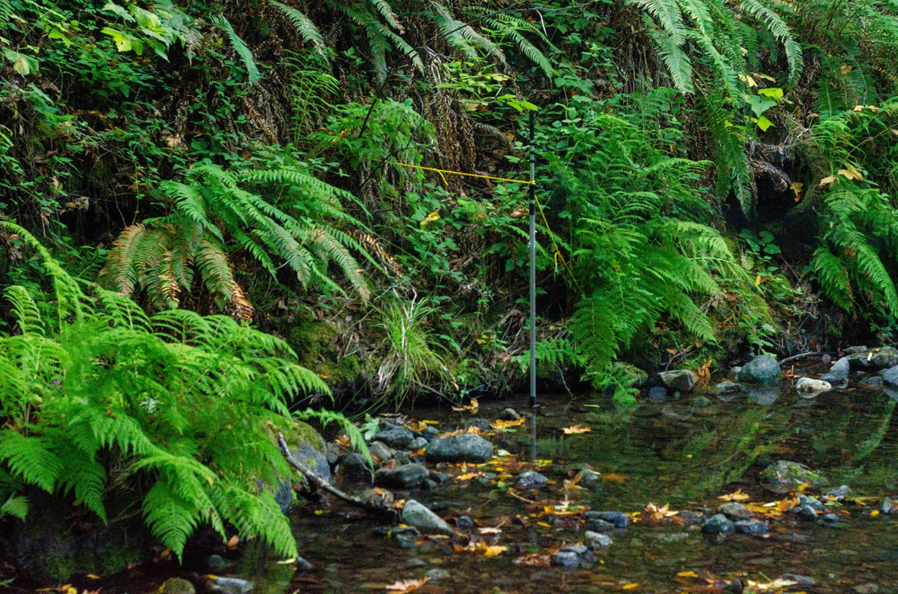 Mist net over Redwood Creek Emerging from the ferns along a tall bank of the shallow Redwood Creek, is a nearly invisible thin mesh net stretched across the creek.