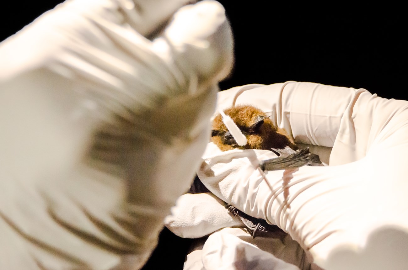 California myotis Close-up of a tiny bat, gently held between a biologist's thumb and fingers as the they collect a swab sample from around the bat's face. The bat is barely bigger than the biologist's thumb.
