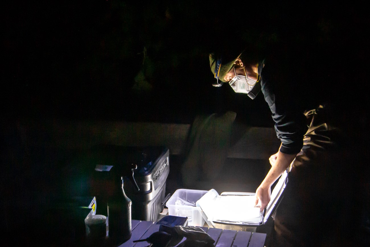 Organizing data sheets A biologist in the peers into a container full of data sheets lit up by their headlight.