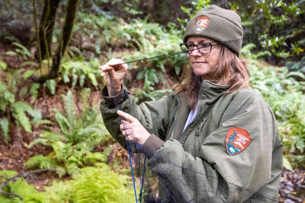 Rachel gently stretching a nearly-invisible black net across a creek bed.