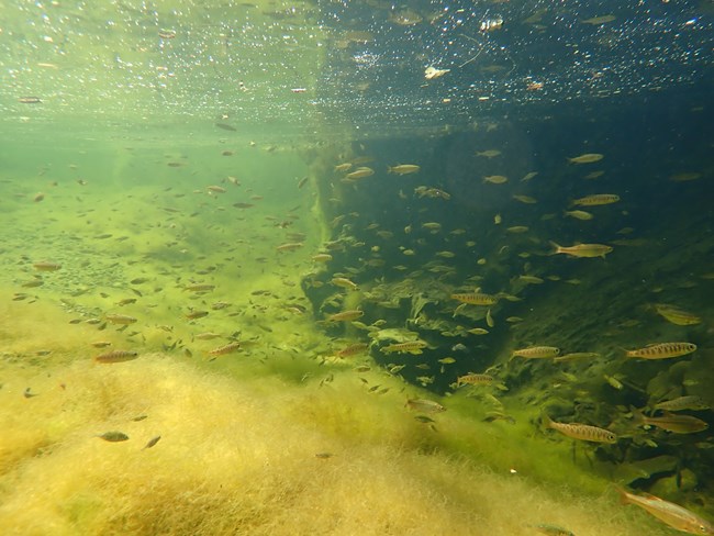 Juvenile Coho salmon in stream