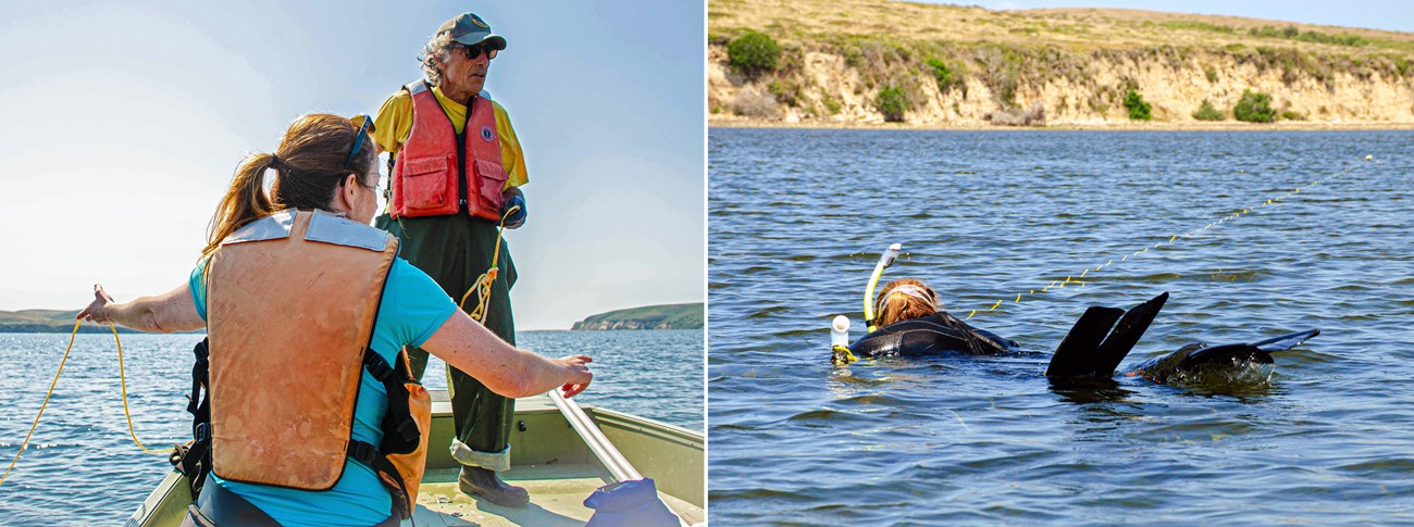 Eelgrass survey Left: Two people on a boat wearing life jackets, one holding a looped end of a long yellow string, and the other lifting the string over the water with one hand and pointing with the other. Right: Person snorkeling along a yellow string.