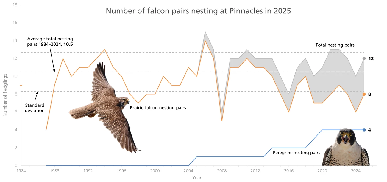 Monitoring Shows Wonderfully Normal Start to Pinnacles’ 2025 Falcon ...