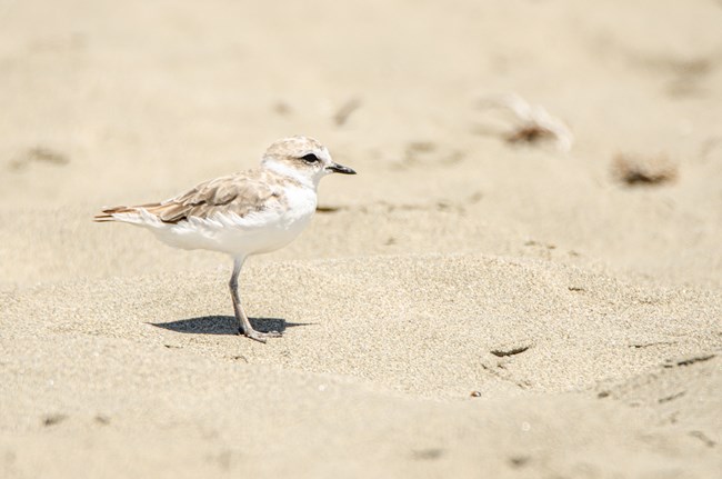 Western snowy plover Small shorebird with tan and white plumage blending in with the beach sand.