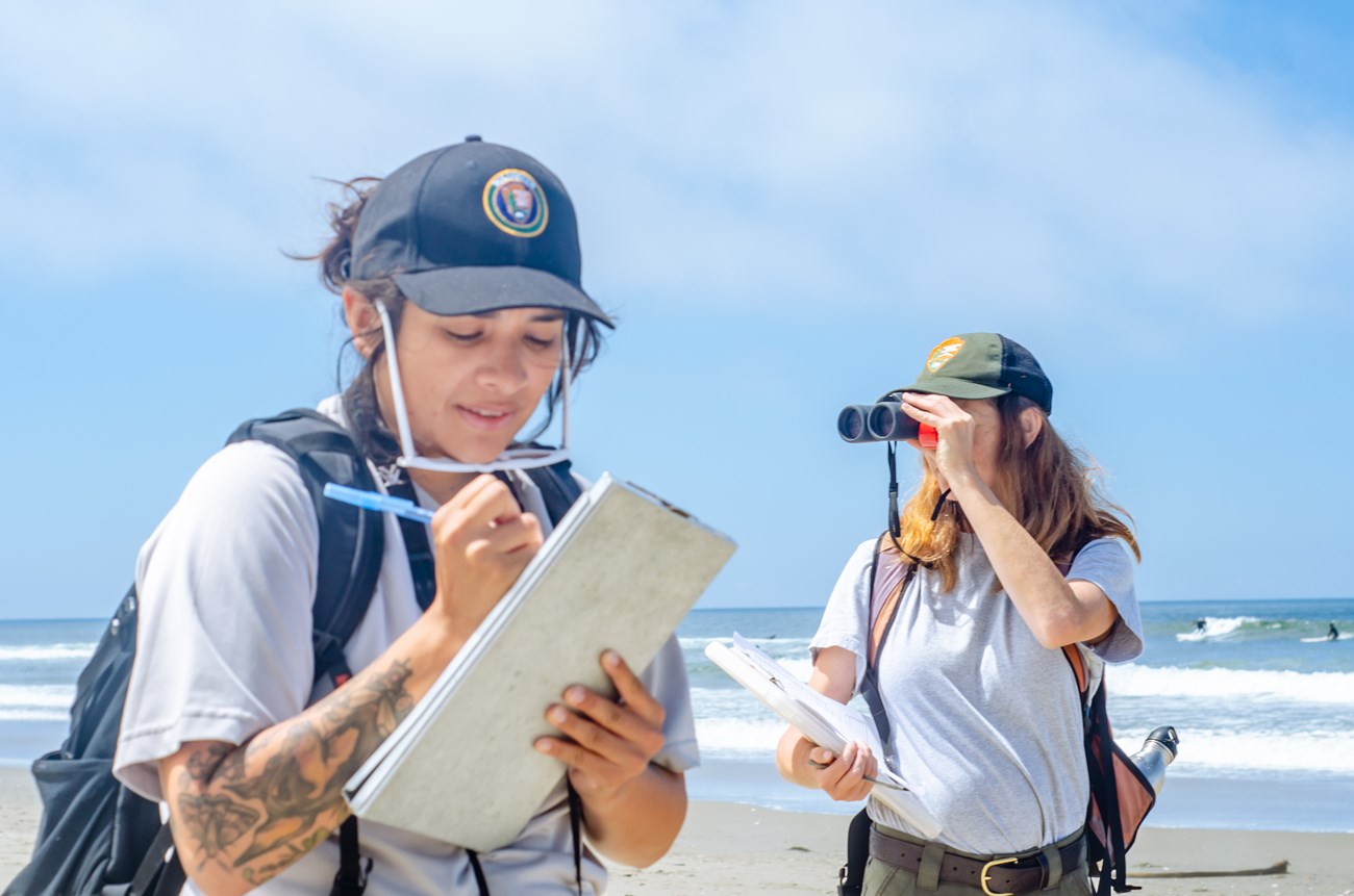 Snowy plover monitoring Uniformed staff person looking through binoculars away from the surf behind her as another wearing a volunteer hat writes on a clipboard.