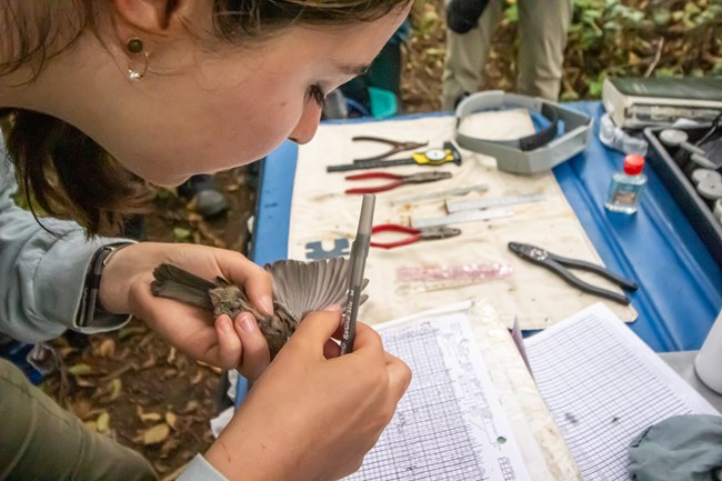 Person leaning over a data sheet with a bird in one hand with a wing extended and a pen in the other.