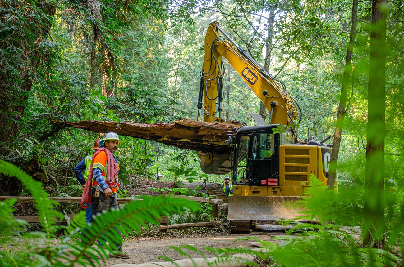 Excavator in a lush forest lifting an enormous coast redwood log as people in safety and construction gear help direct the machine operator's movements.