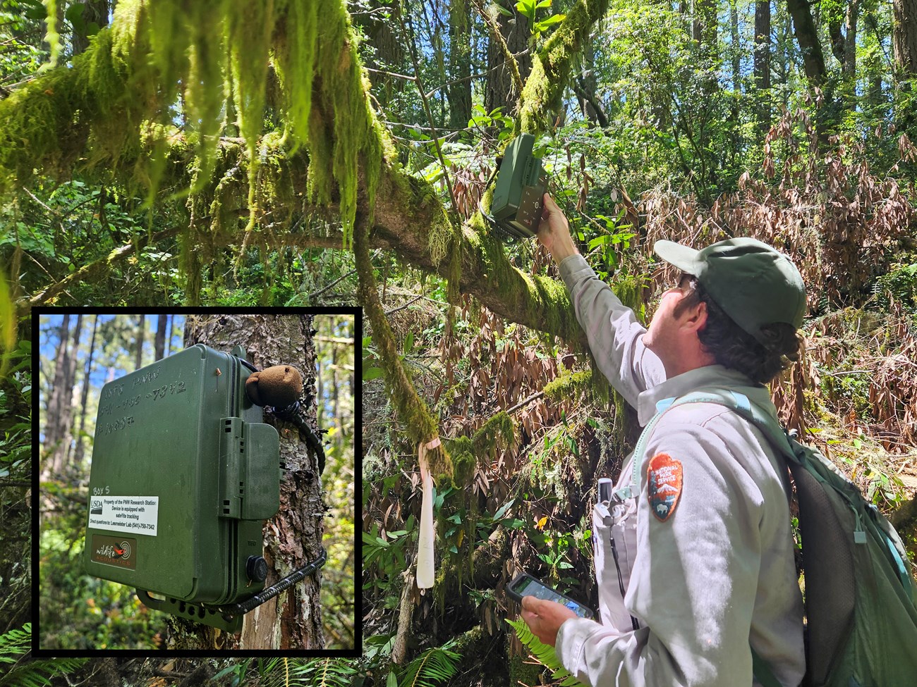 Checking an autonomous recording unit, or ARU Uniformed national park biologist with a mobile device in one hand reaches up to a recording unit tied to a tree branch just above his head. Inset: Weatherproof green box bungeed to a tree, with a small microphone coming out of the side.