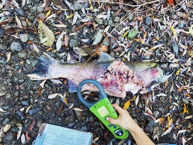 Checking carcass for a PIT tag A hand waves an electronic device over the underside of a split-open salmon carcass lying in streamside gravel.