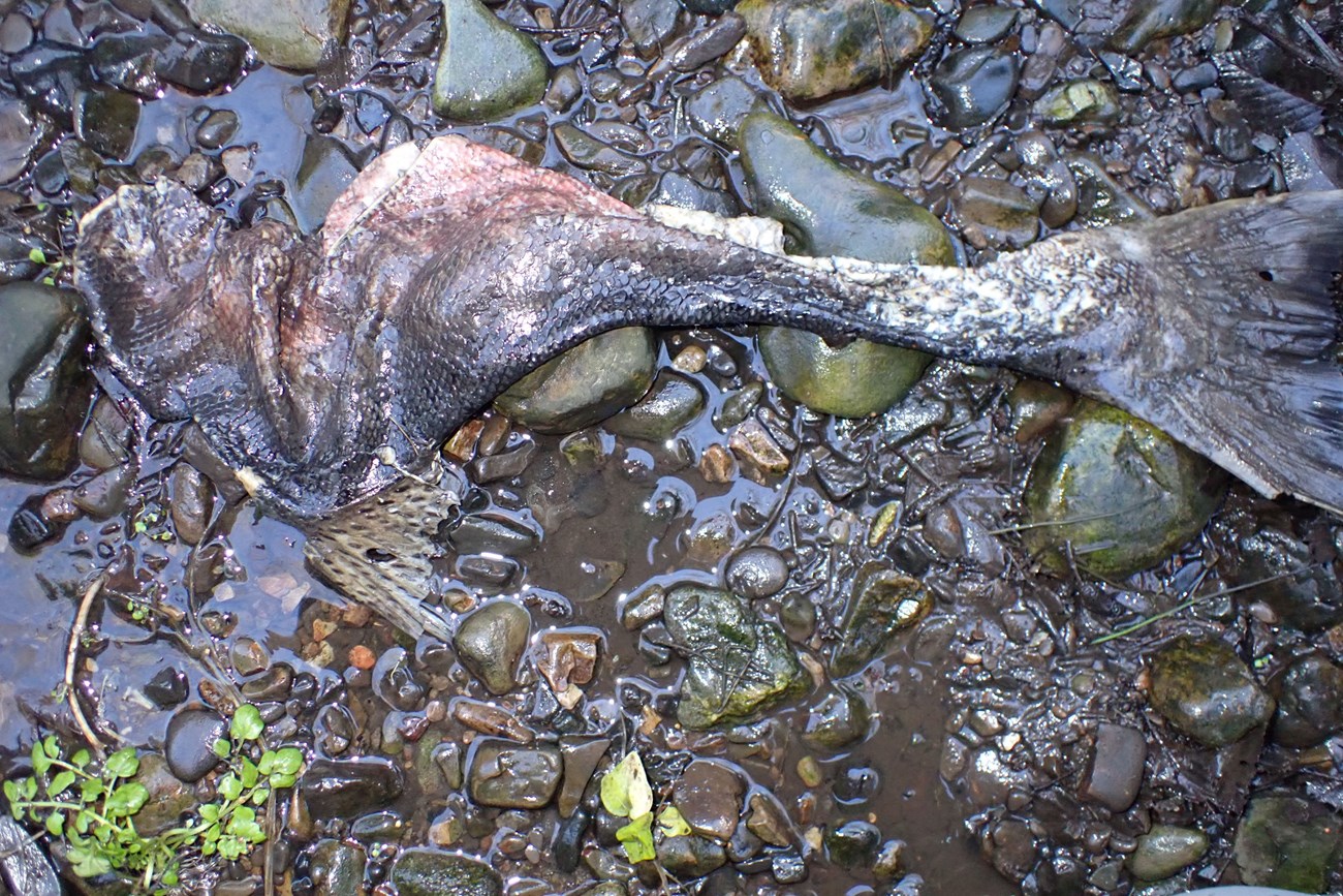 Rear half of a large fish decaying on a rocky streambed.
