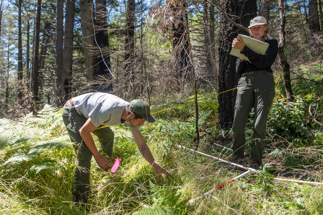 2022 post-fire monitoring in Douglas-fir forest Two PCM crew members, one collecting data and the other recording data, in a forest of partially charred Douglas-fir trees.