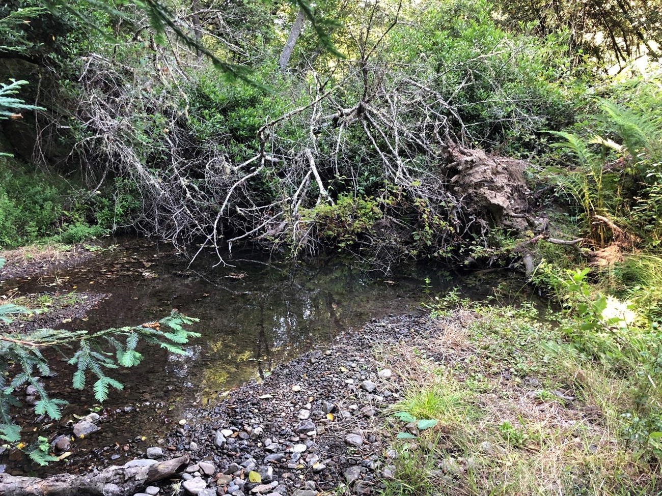 Large, shady pool with lots of woody debris extending out of frame in the foreground.