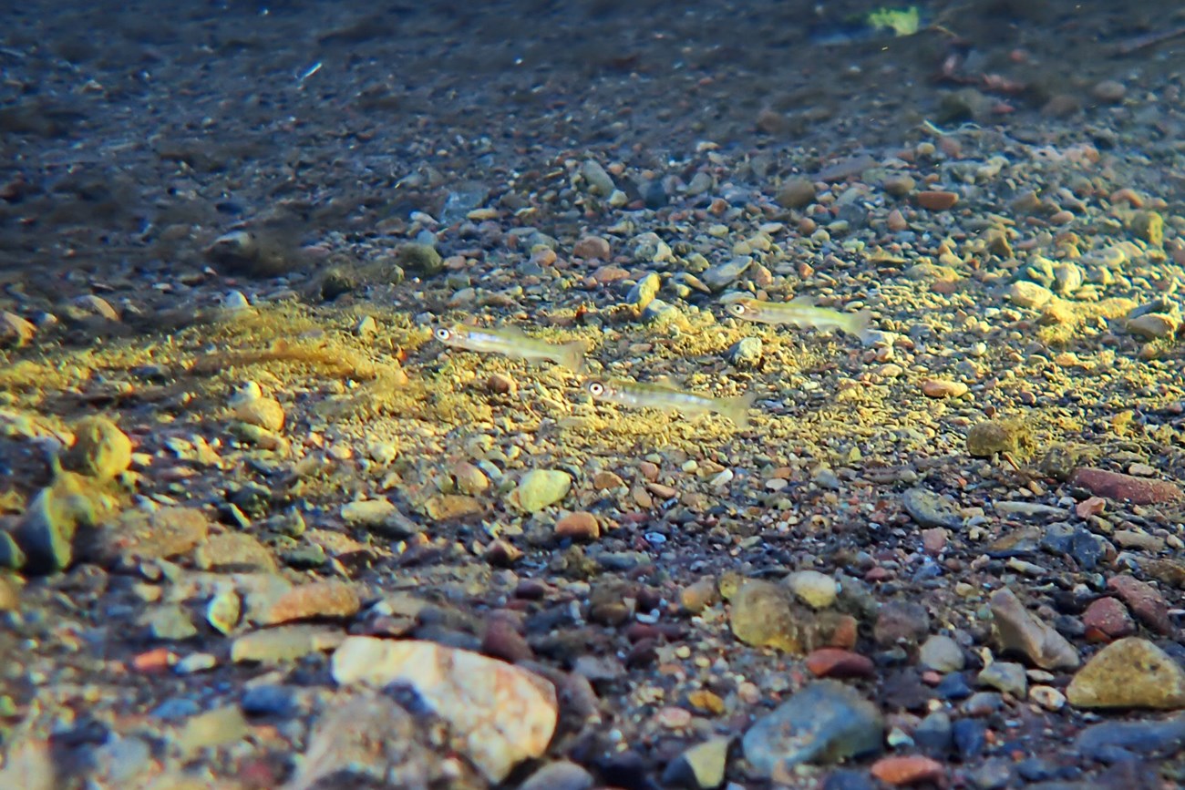 Chinook fry Underwater in a creek, a flashlight beam illuminates three tiny fish swimming just above the gravelly creek bed.