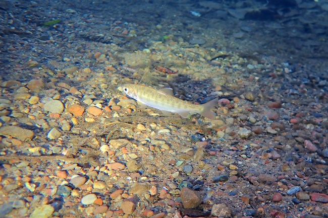 A flashlight's beam illuminates a small, silvery fish with darker vertical bands along its body.