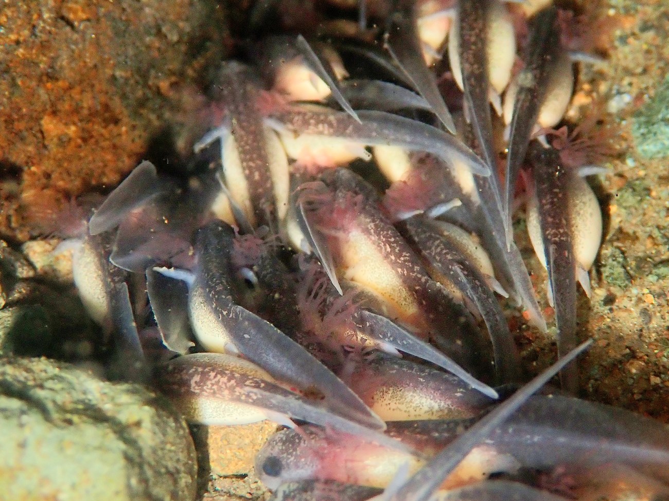 Underwater photo of a cluster of dozens of tiny salamanders, with their tails mainly towards the camera, in a crevice beneath a large rock. Their limbs are tiny, they have feathery red gills, and their bellies are whitish yellow, filled with yolk.
