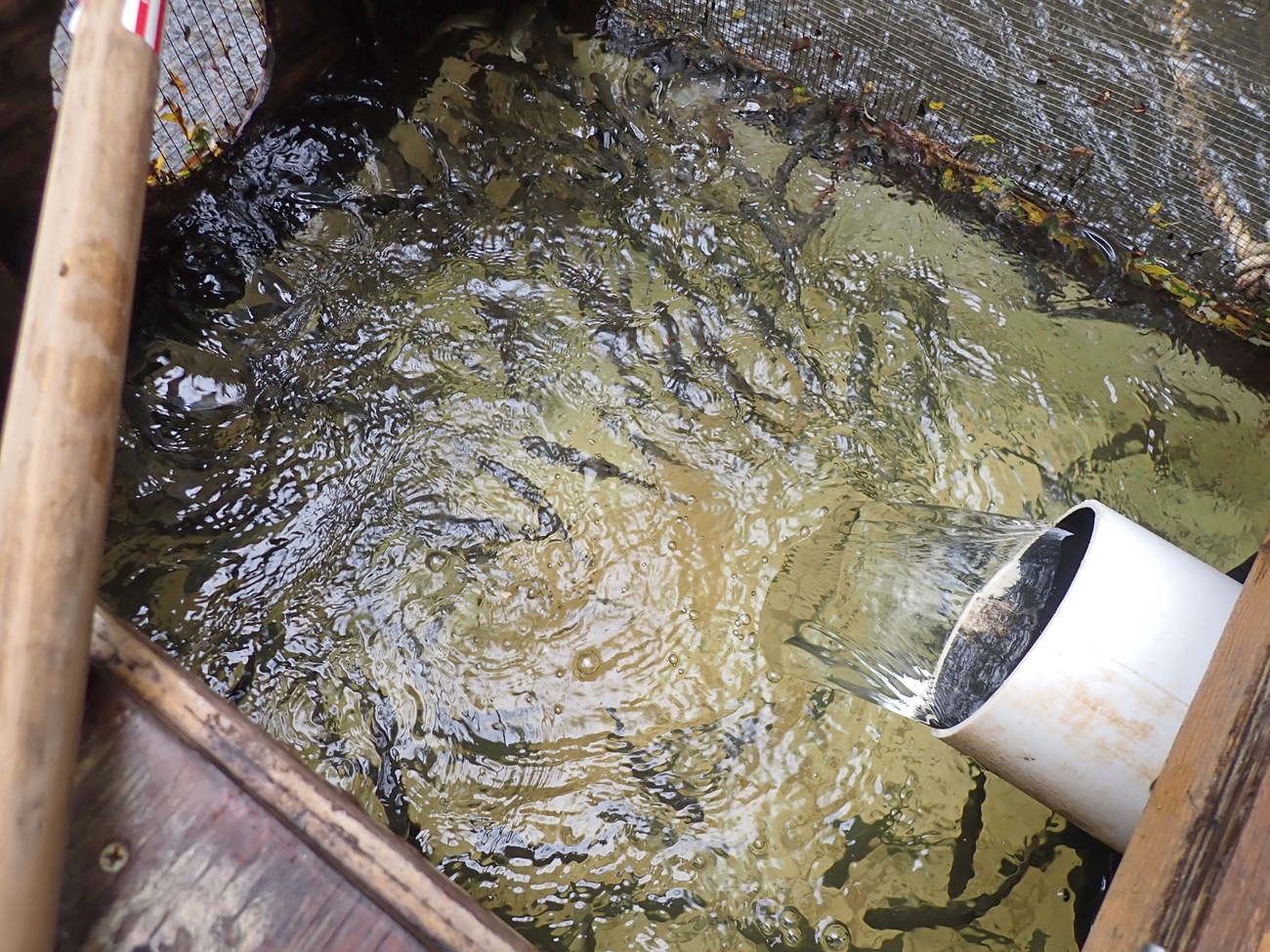 SFAN_Salmonids_OLM_RecoveryBoxFullofSmolts_20230501E Looking down into a mesh and plywood box full of dozens of fish. Water is flowing in through a large PVC pipe.