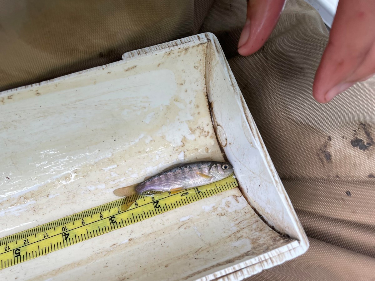 Small, silvery fish in a measuring tray. It measures in at 2.75 inches long, from snout to tail.