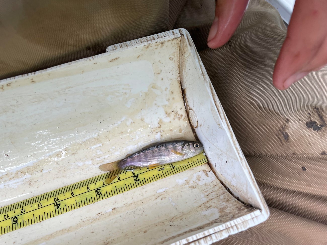 Coho smolt captured in Pine Gulch Creek Small, silvery fish in a measuring tray. It measures in at 2.75 inches long, from snout to tail.
