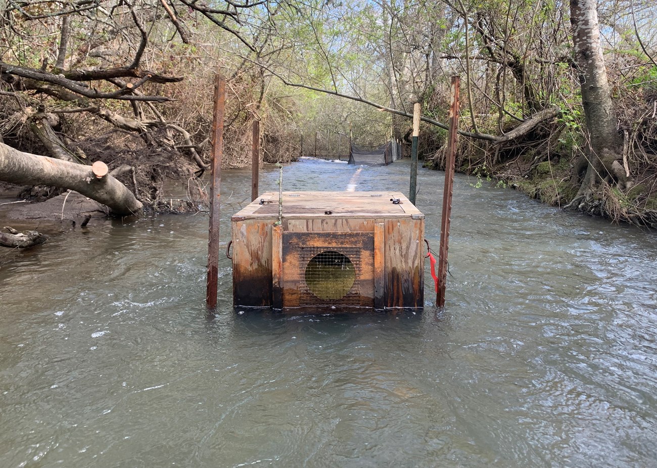 Smolt trap Plywood box with wire mesh portions in the middle of a full, tree-lined creek. Upstream, a net is visible leading to a large white pipe, leading to the back of the box.