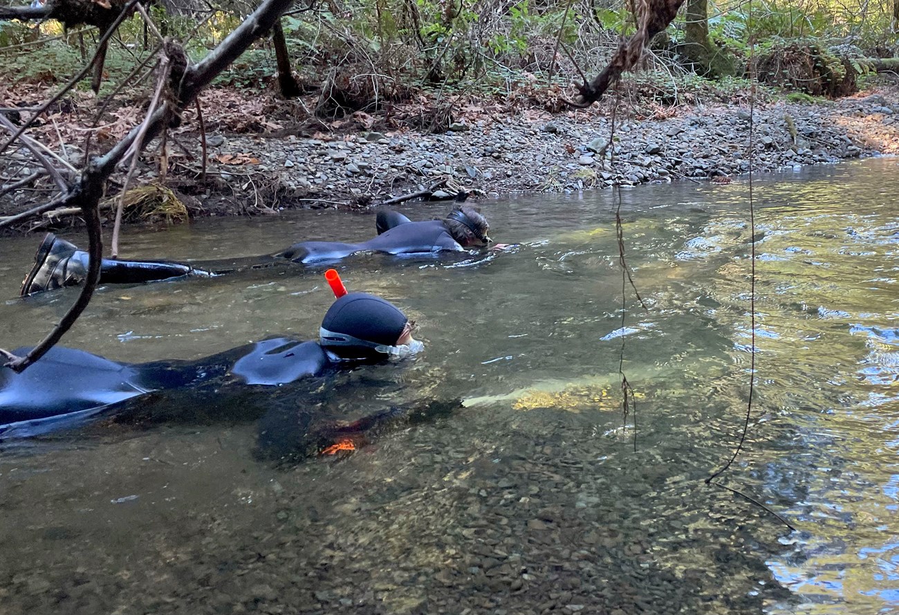Team snorkel survey Two snorkelers in black wetsuits swim side-by-side in a shallow creek.